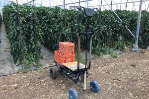 עגלה-ממונעת-לקטיף-וקשירות-בחממות-ומינהרות